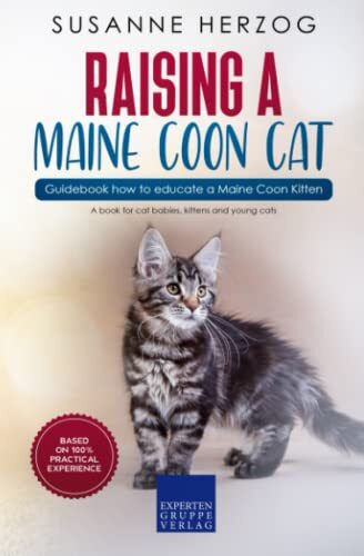 Raising maine coon cat - raising, –