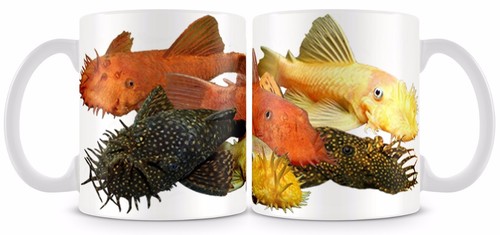 Bristlenose fish mug - bristlenose,