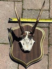 Taxidermy Roe Deer Antlers mounted on   shield