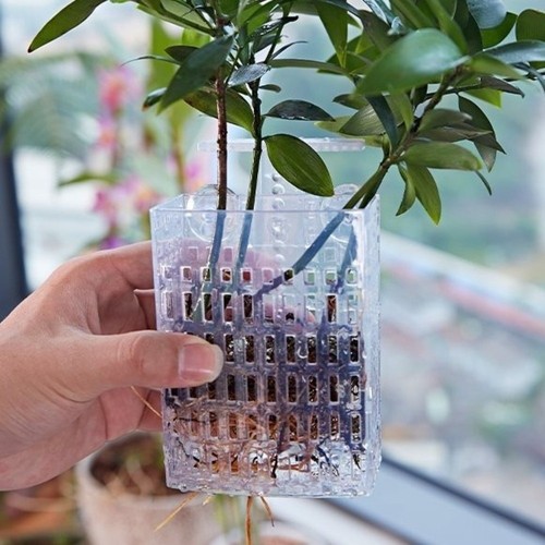 Versatile aquarium plant - aquarium,