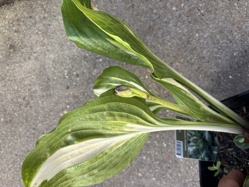 Hosta american sweetheart - hosta,