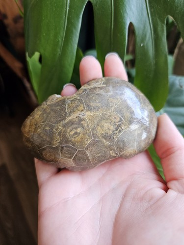 Extra large fossilised - large,