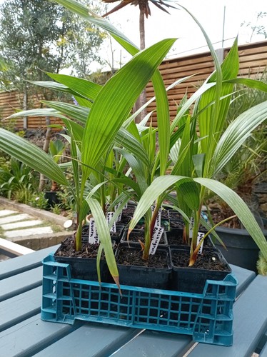 Washingtonia robusta mexican - robusta,