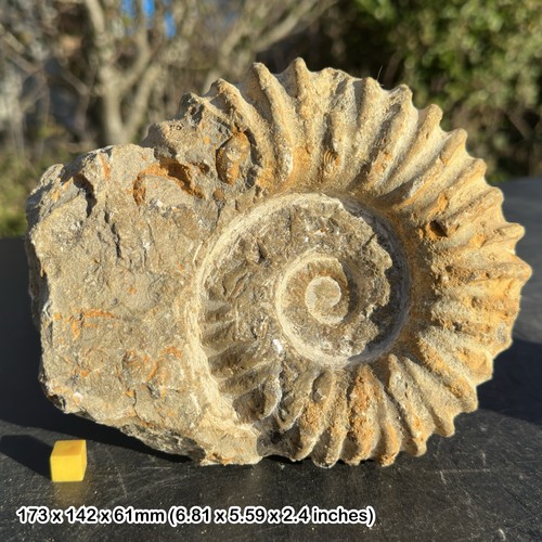 Fossilised giant ammonite