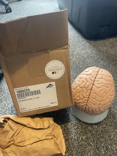 New box science brain - in,