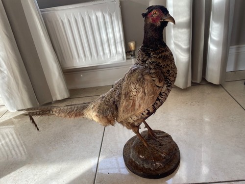 Taxidermy pheasant female - taxidermy, pheasant-