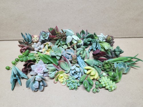 Assorted succulent cuttings - 25,