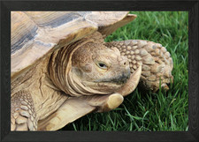 Surly Framed Wall Art Poster