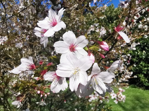 Prunus incisa fuji - prunus,