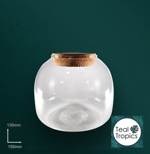 Clear terrarium glass jar - glass,