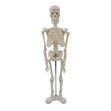 Mini Human Skeleton Model with Movable Arms and Legs, Scientific Model for Study