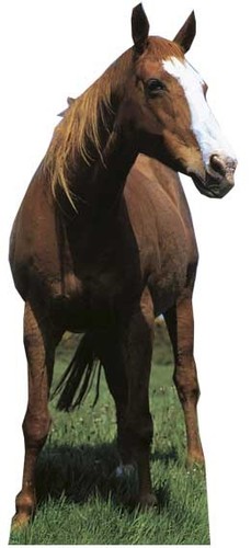 Mustang horse lifesize - /,