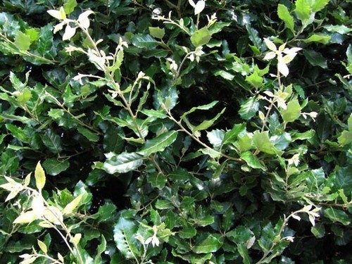 Quercus ilex 9cm pot - 9cm,