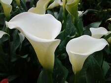 Zantedeschia aethiopica (Arum lily) - Marginal Pond Plants - MP124
