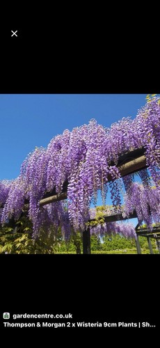 Large wisteria sinensis - large,