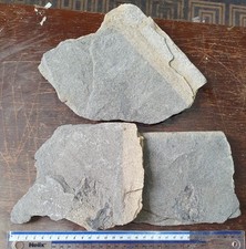 A Trio of Palaeoniscus freieslebeni Fish Fossils From The Permian Of The UK