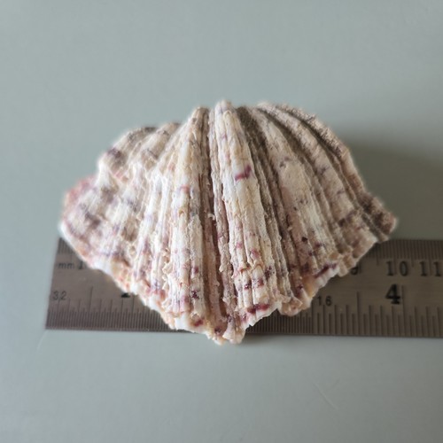 Vintage strawberry bear claw - bear,