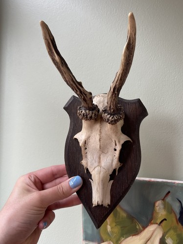 Vintage taxidermy deer - vintage, skull