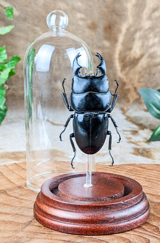 Black stag beetle short - stag,
