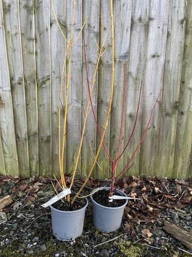 Dogwoods red yellow - 2x, |