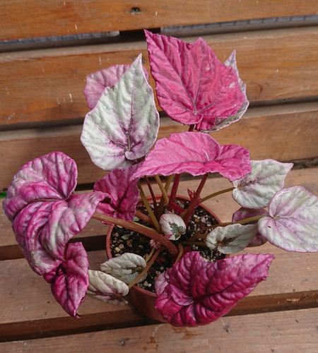 Begonia inca flame - inca,