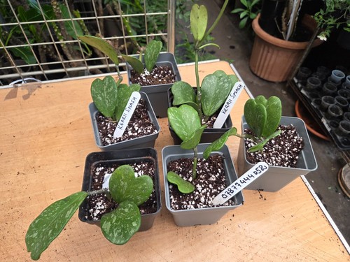 Hoya kerrii splash 4 leaf - splash, ,