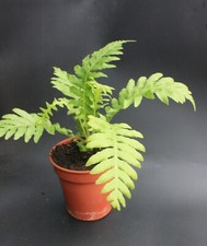 Blechnum gibbum Dwarf Tree Fern 9cm Pot UK zone 9 hardy with winter protection