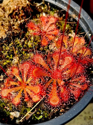 Drosera spatulata carnivorous - drosera, (carnivorous