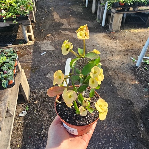 Yellow crown thorns - crown, of