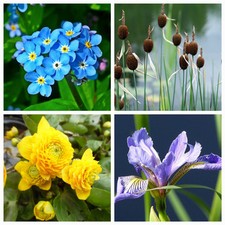 Various Pond Plants Marginal Oxygenating Water Lily Lilies Bog Iris Native