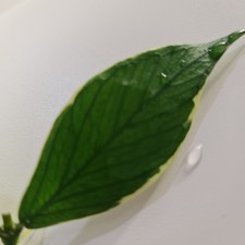 Hoya Polyneura albo Rooting  cuttung.