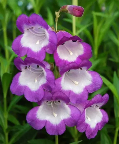 Perennial penstemon czar - penstemon,