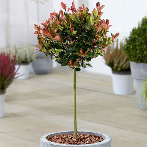Photinia little red robin - red,