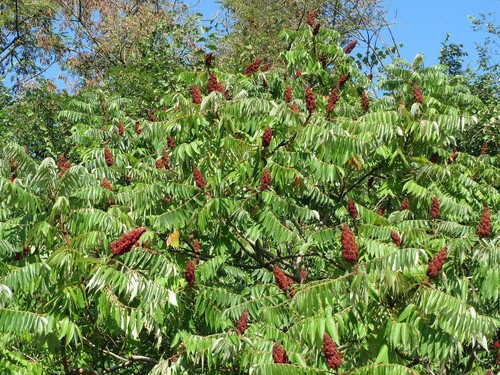 Rhus typhina stag - horn, sumach
