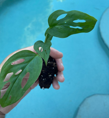 Monstera adansonii pack - adansonii, 3