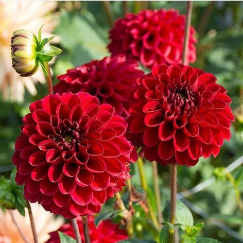 Dahlia variabilis bloody mary - dahlia,