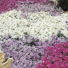 Pack x6 Creeping Phlox