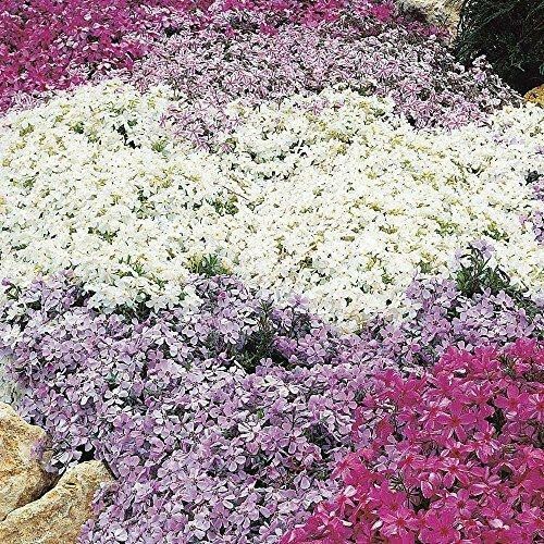 Pack creeping phlox - pack, x6