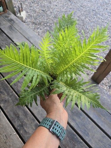 Lady fern 12cm pot - lady,