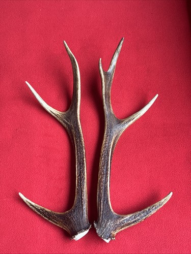 Pair sika deer antlers - of,