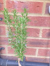 Rosemary plant, herbs, perennial, evergreen, lollipop Tree, above 30cm tall 
