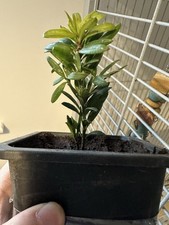 Japanese Buddhist Pine Bonsai