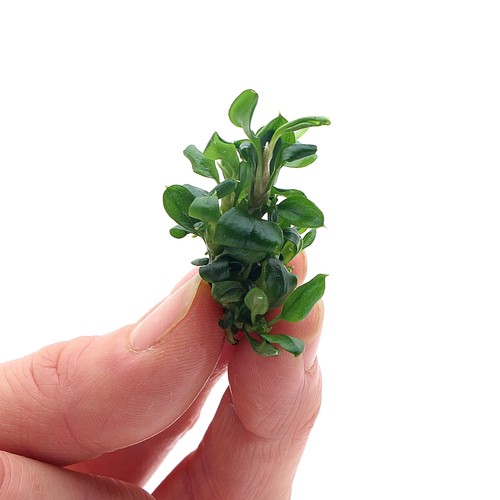 Anubias nana vitro - anubias,