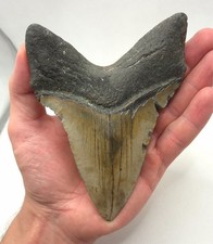14.6cm Edge Length Giant Megalodon Shark Tooth Fossil Shark Tooth Meg Shark Tooth