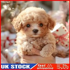 AI Robot Dog,Nicco-My