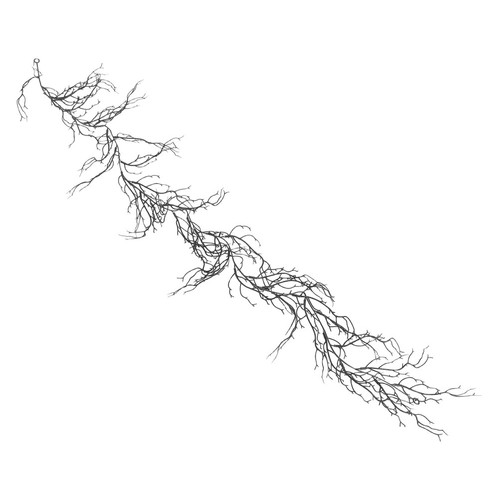 Indoor twig plants curly - twig,
