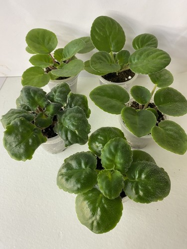 Set young plants - plants,