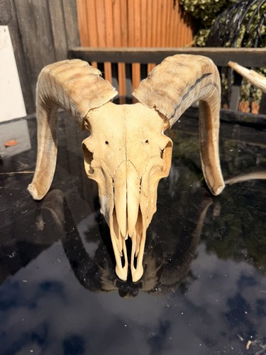 Real rams skull taxidermy - real,