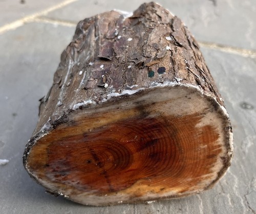 English yew woodturning wood - english, woodturning/wood