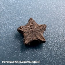 Crinoid star fossil - tidmoor